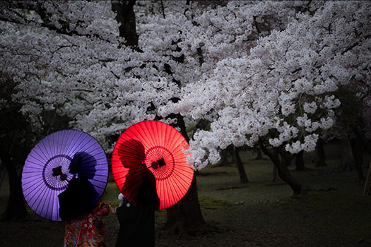 奈良 桜 ロケーションフォト