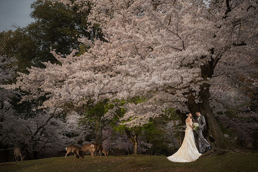 奈良　桜　結婚式前撮り