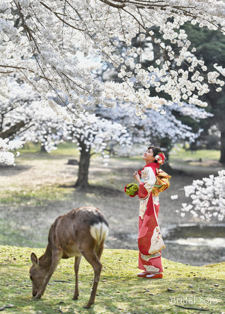 奈良公園　桜　成人式