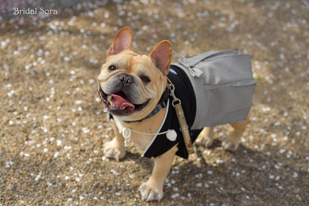 ペットの犬と一緒に奈良で和装の前撮りロケーションフォト 奈良のロケーションフォト Bridal Sora