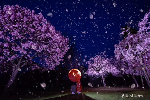 奈良　夜桜　ロケーションフォト