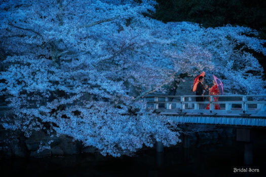奈良公園　桜　ロケーションフォト