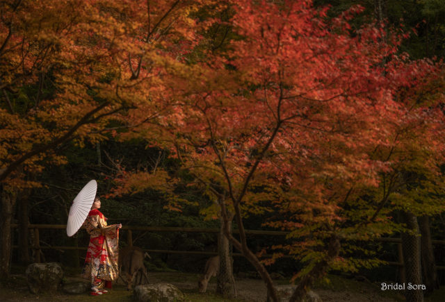奈良公園　紅葉　成人式前撮り