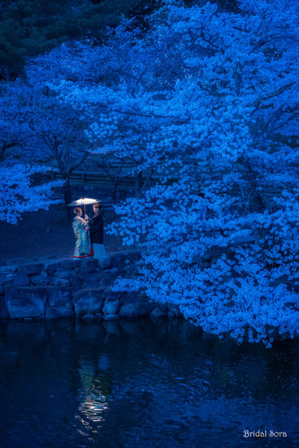 奈良　夜桜　前撮り