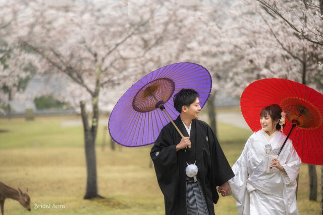 奈良公園　桜　前撮り