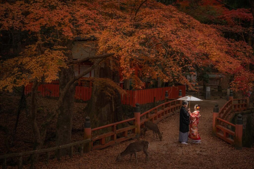 奈良の紅葉で和装結婚式に鹿がいる