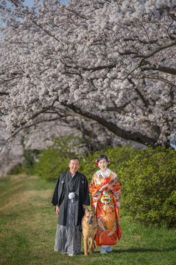 ジャーマンシェパートと結婚式の写真撮影