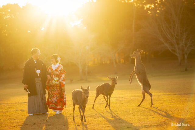 奈良公園の鹿と結婚写真