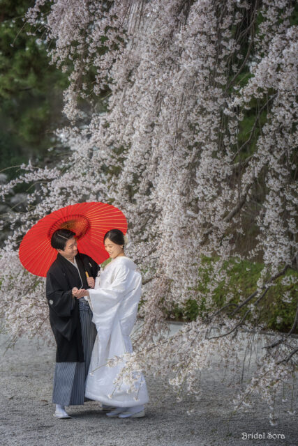 奈良　枝垂れ桜　和装ロケーションフォト