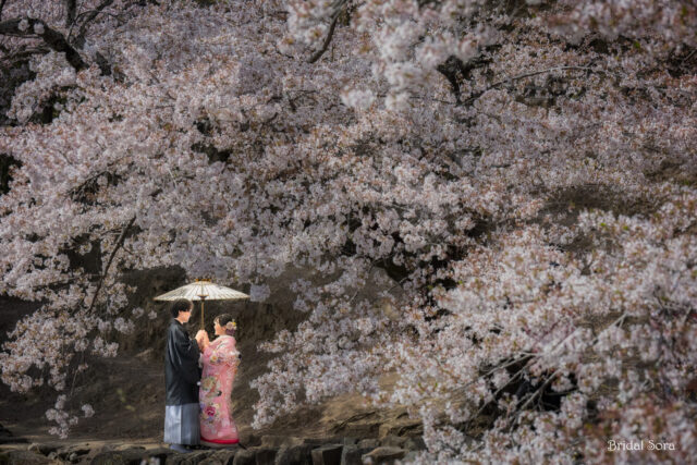 奈良公園　桜　ロケーション前撮り