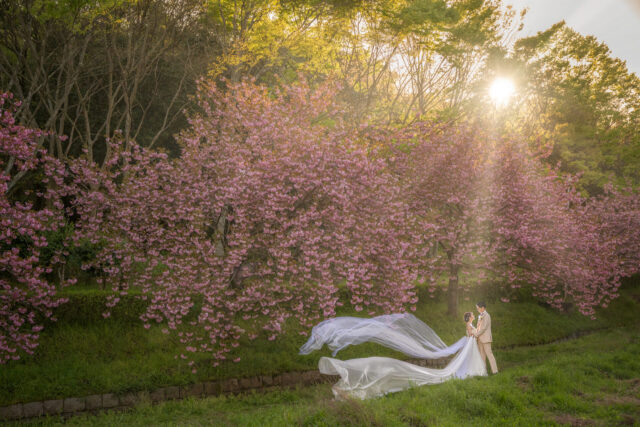 奈良　八重桜　ロケーション撮影