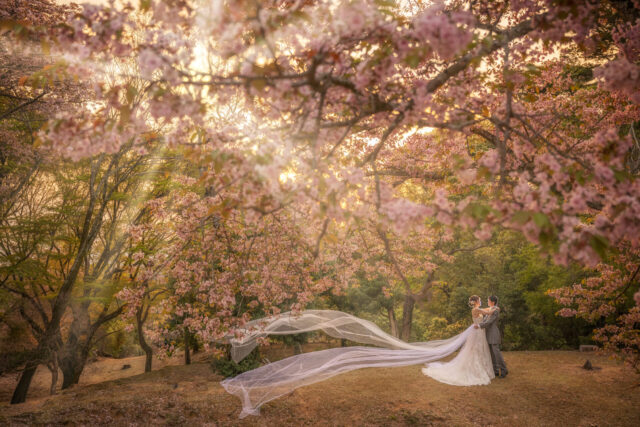 奈良　九重桜　ロケーションウェディング