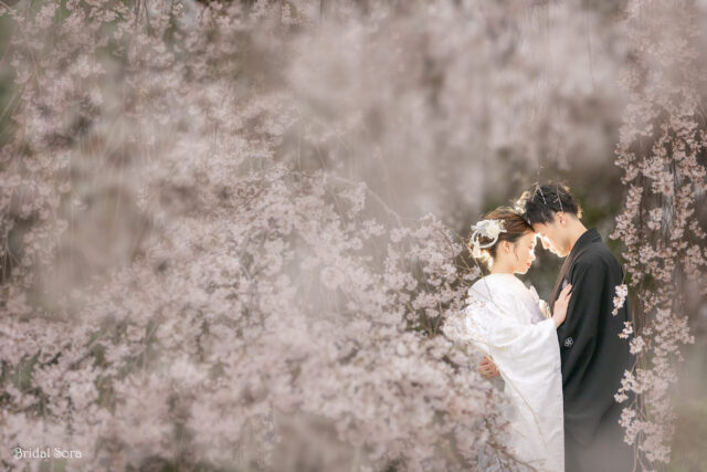 奈良　しだれ桜　ロケーションフォト